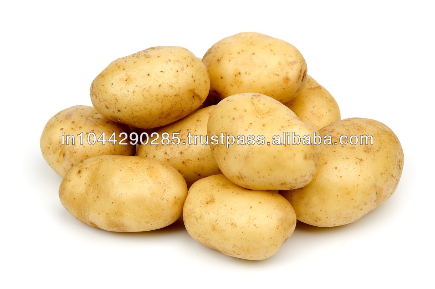 Potato Exporter in India