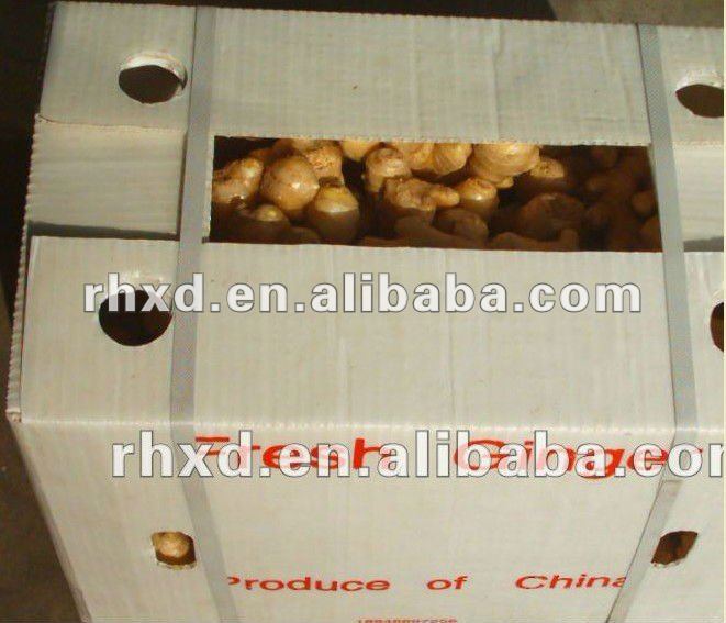 2013 chinese fresh ginger on farm for sale best price