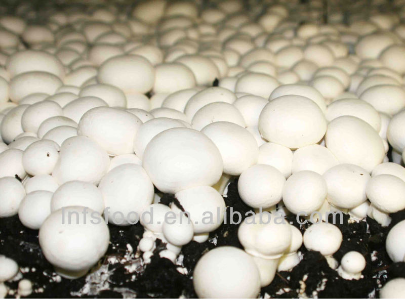 Canned Champignon mushrooms with GAP HACCP(Pleurotus Ostreatus)