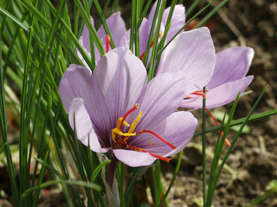Top Quality Herbal Extract Saffron Extract Crocin Extract