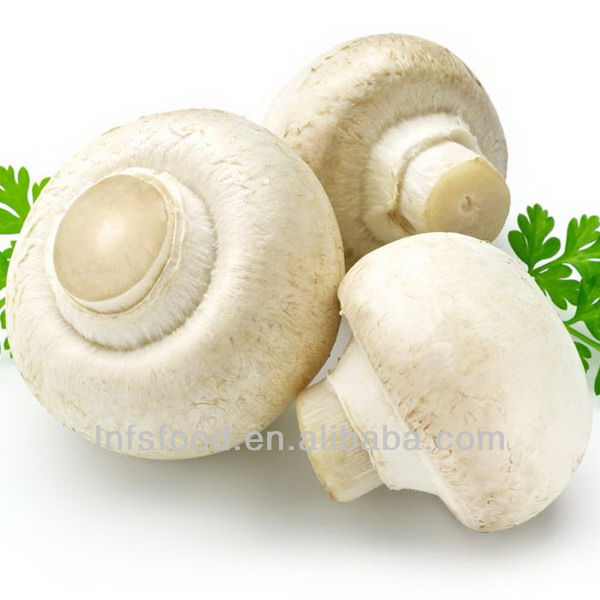 Canned Champignon mushrooms with GAP HACCP(Pleurotus Ostreatus)