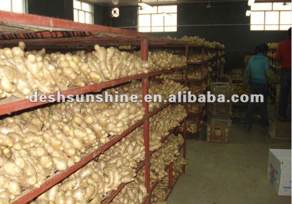 Grade A chinese air dry ginger(100-350g)