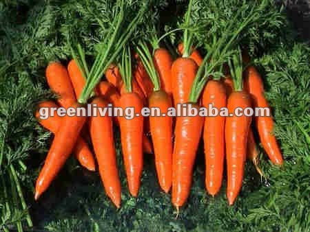 fresh chiese red carrot 10kg carton packing