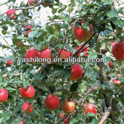 export fresh red delicious apple fruit fresh apple in the lowest price from From Binzhou Shandong province