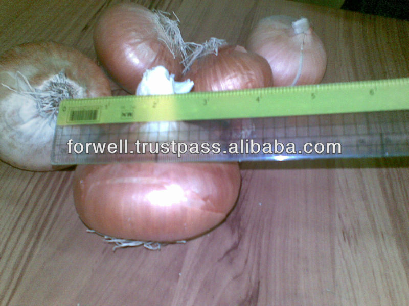 Yellow Onion with all sizes