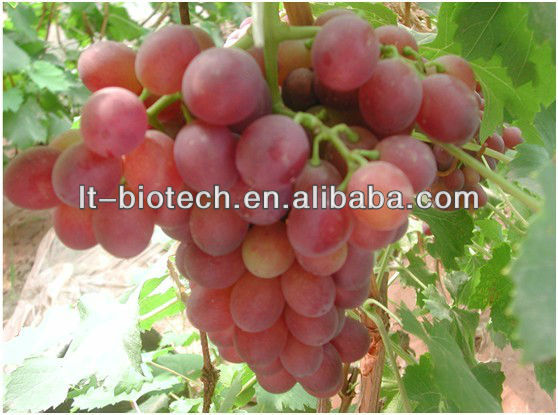 Natural 95% OPC Grape Seed Extract