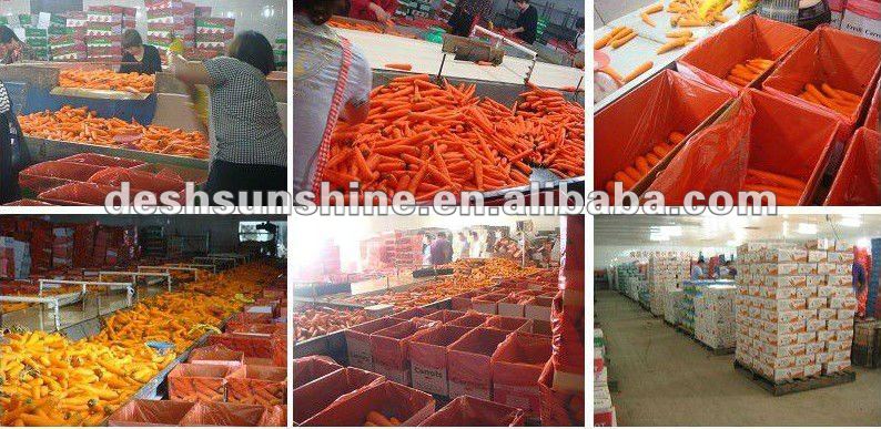 Export 2012 new crop Grade A carrot specification