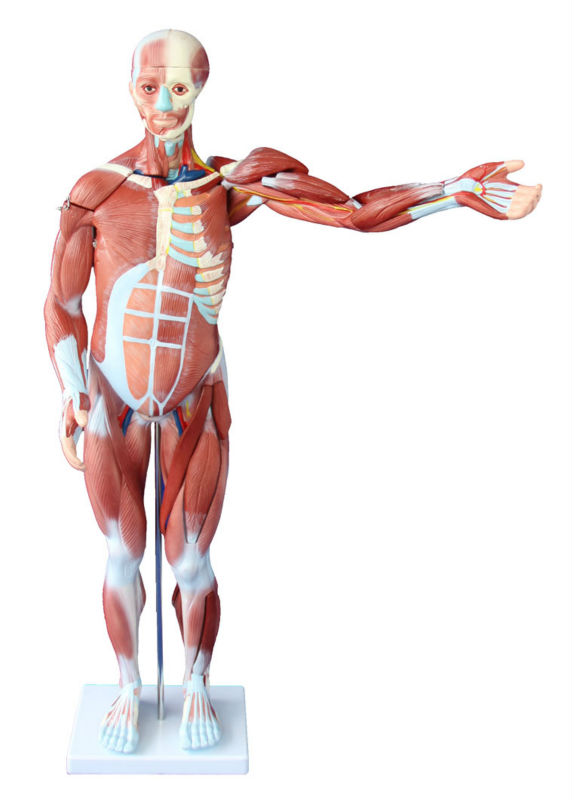 人間の筋肉の解剖学のモデル問屋・仕入れ・卸・卸売り