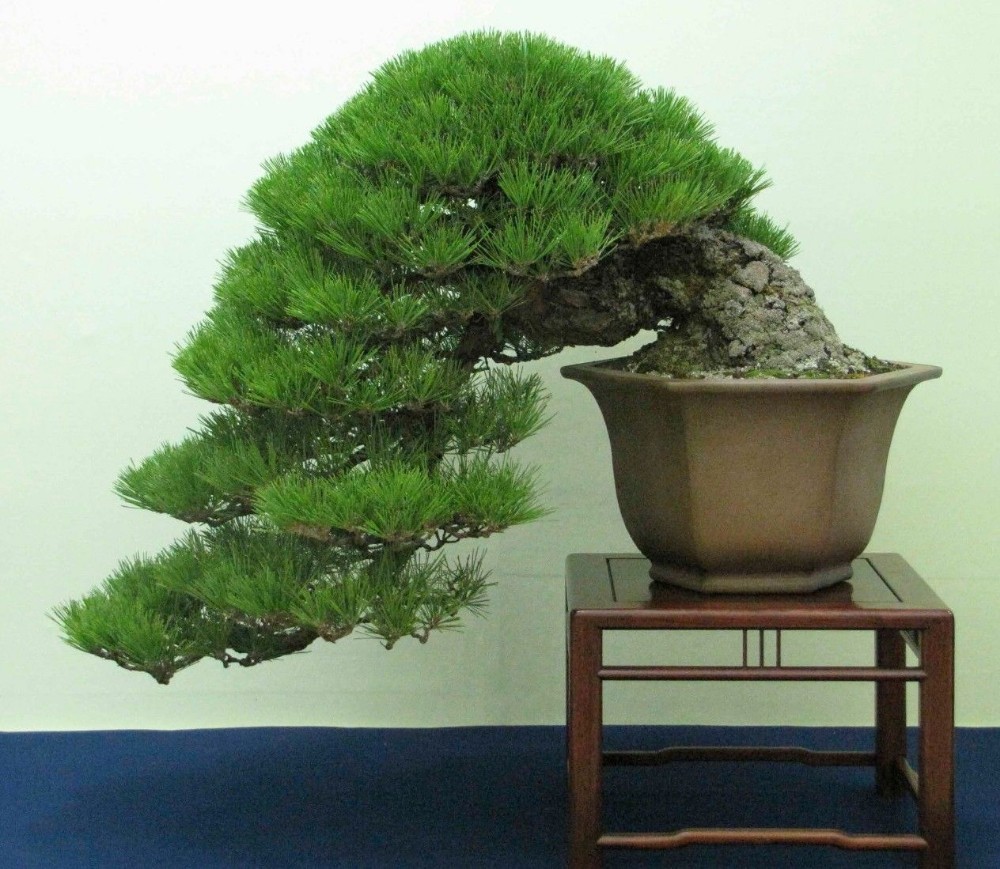 Дерево Pine Bonsai
