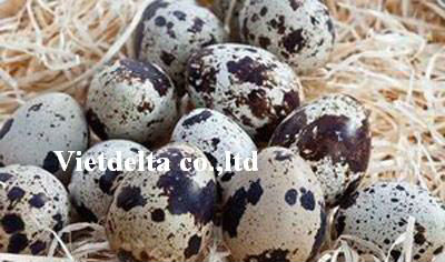 canned quail eggs/eggs/quail eggs