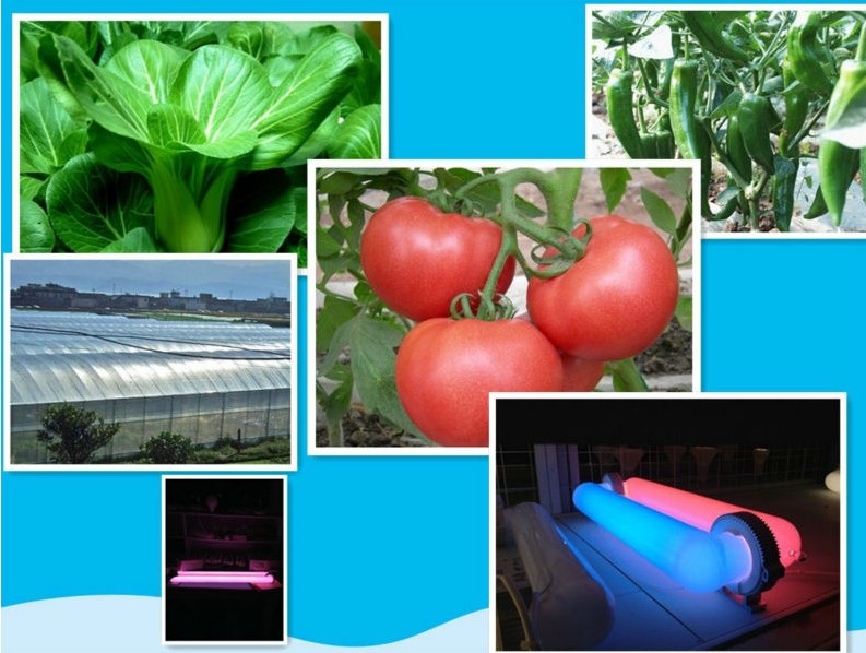 温室用誘導は光成長ledよりも良いもっと省エネ光を育てる問屋・仕入れ・卸・卸売り