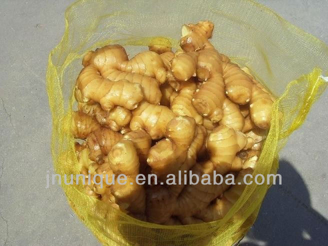 importers of spices yellow ginger crops/ plant tissue culture labs