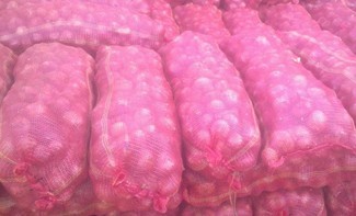 fresh new crop onion
