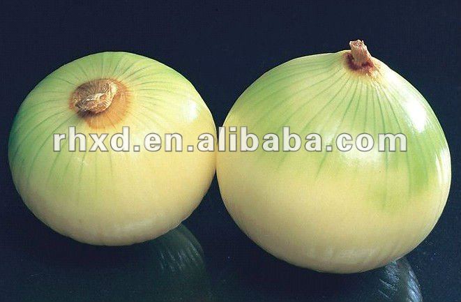 fresh red onion(2013 lowest price)