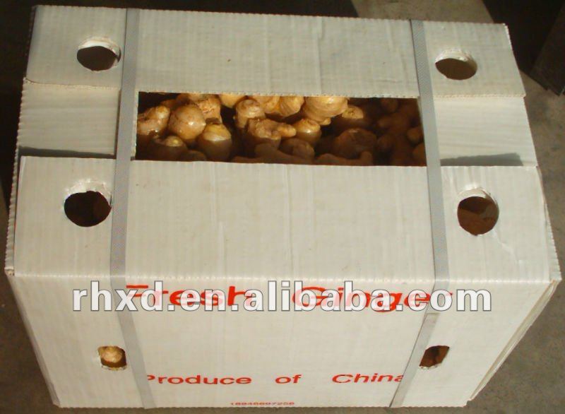 Wet-Fresh ginger to export