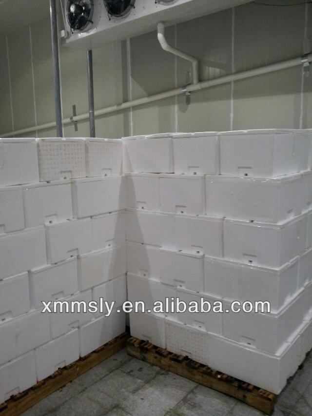 Wholesale new frozen broccoli spear