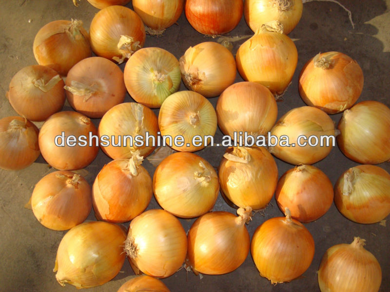 Export 7-9cm Yellow Onion for Japan market