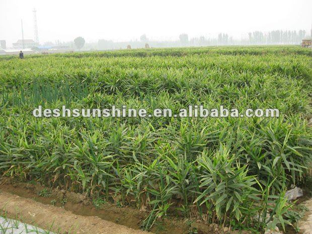 Grade A chinese air dry ginger(100-350g)