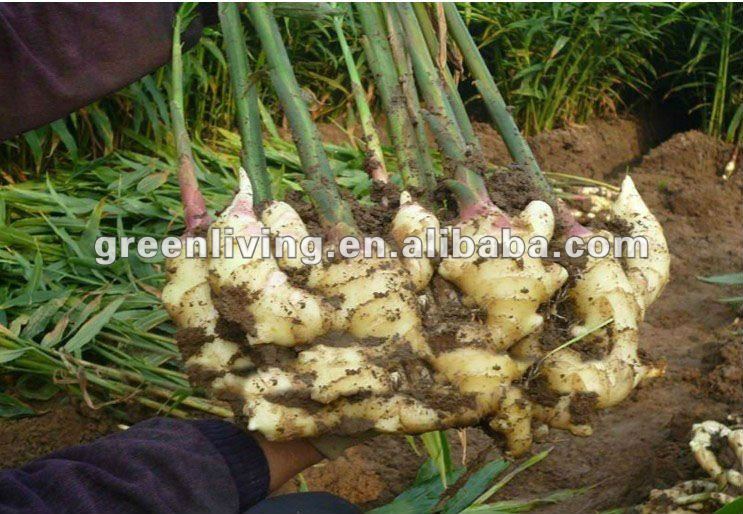 Fresh Ginger, 2012 Crop, 100% Export Standard