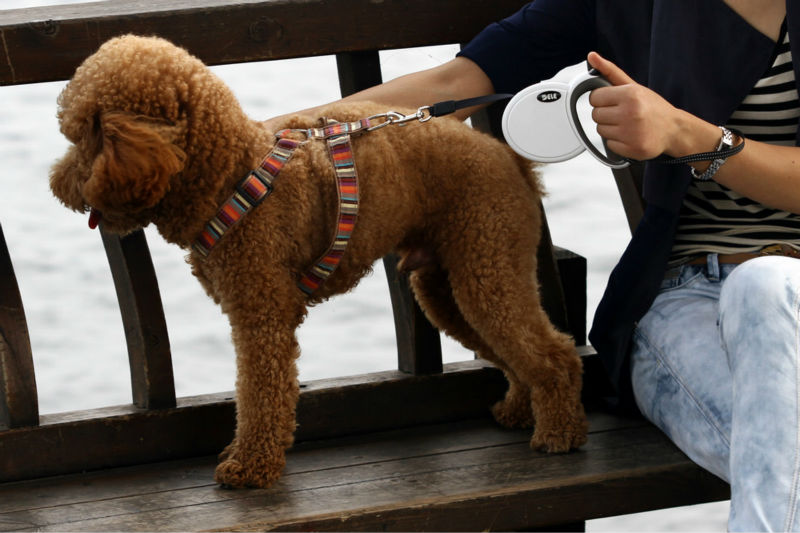 革新的な製品新製品2014年dele大型犬の首輪を見せびらかす問屋・仕入れ・卸・卸売り
