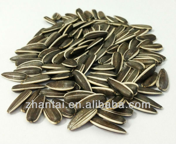 318 black sunflower seeds as nuts snacks