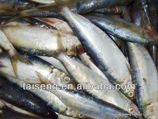 High Quality all types of sardine fishes