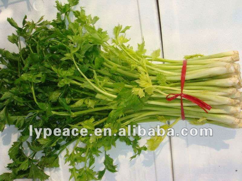 5X5MM ad celery flakes for spiced food