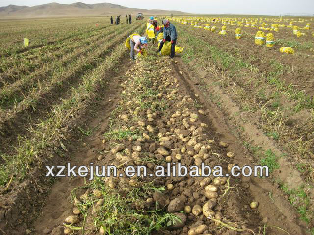 Sweet fresh Holland potato for exporting