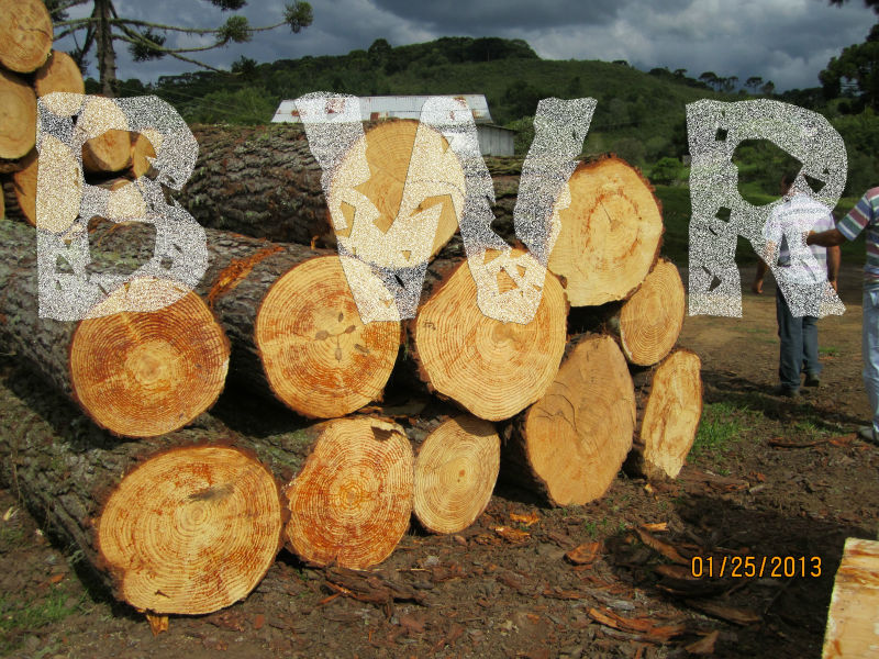 Pine Logs - Large Diameter 5 - BWR - small