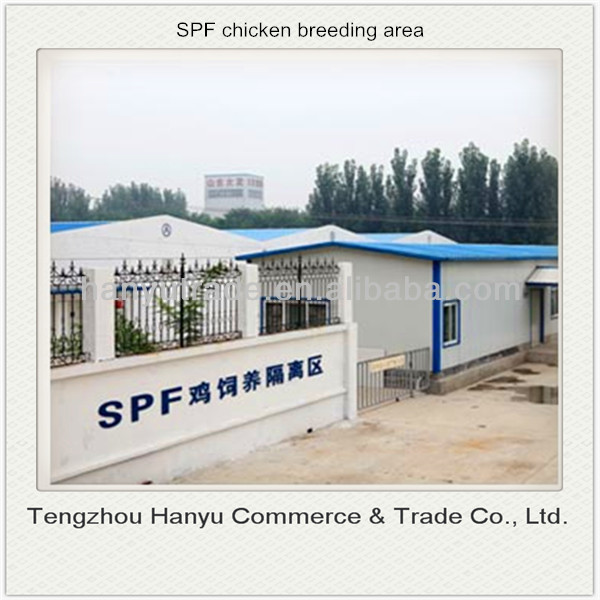 high quality vaccine production spf egg