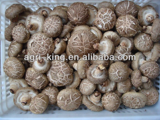 Frozen Mushromm Types of Vegetables
