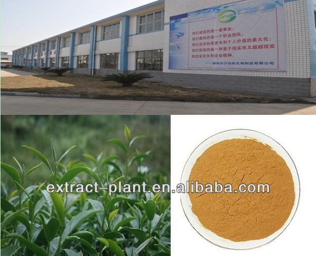instant oolong tea extract powder from China