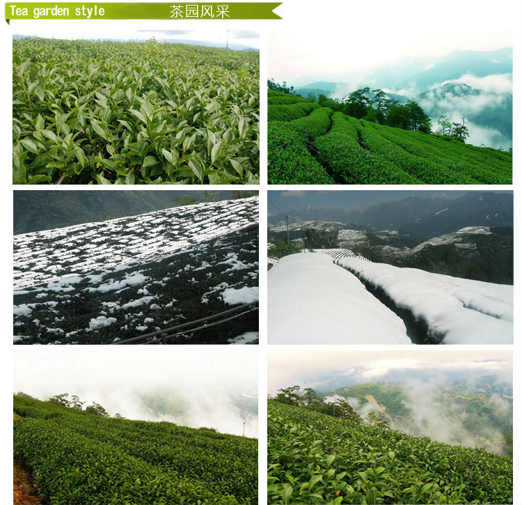 Organic Smoky Superfine Royal Lapsang Souchong Black Tea, Top grade Wuyi black tea
