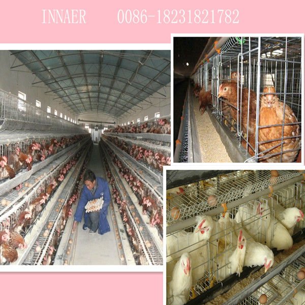 Egg layer chicken cages (0086-18231821782)