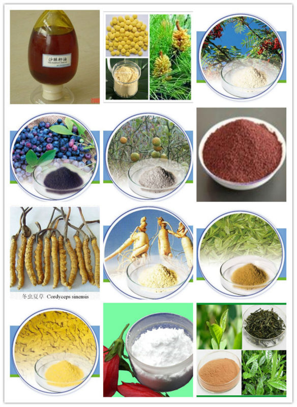 Ginseng Powder For Ginseng Drink 80-300 mesh