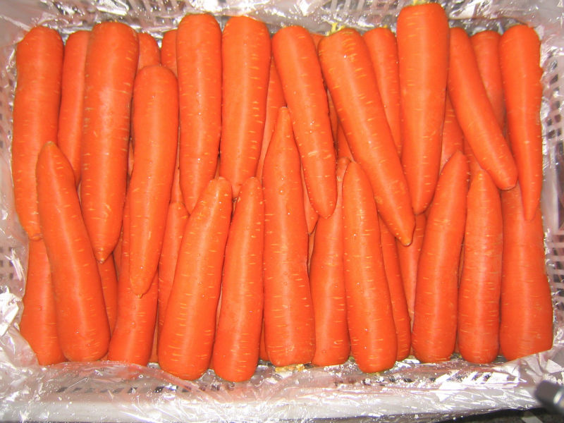 specifications of fresh carrots