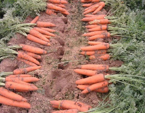 specifications of fresh carrots