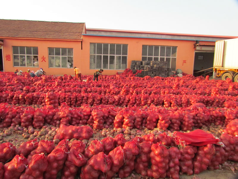 2014 new corp fresh small onions