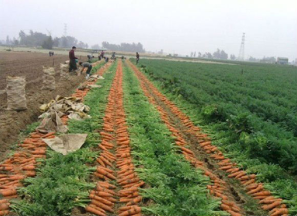 specifications of fresh carrots