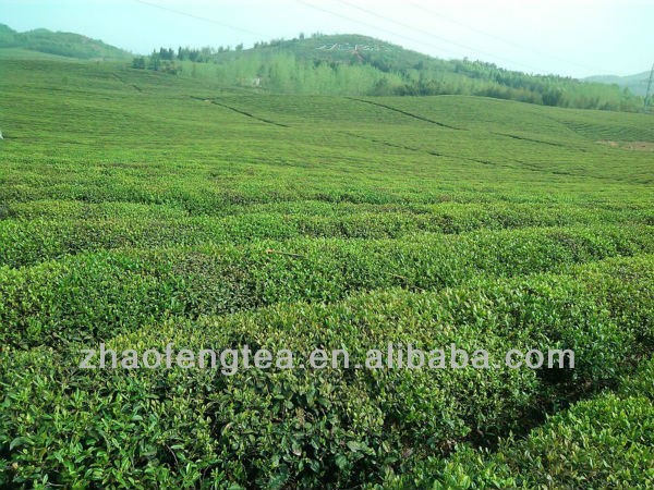 China Black Tea Grade 5