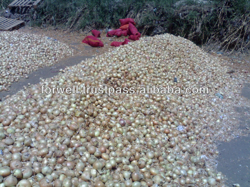 Yellow Onion with all sizes