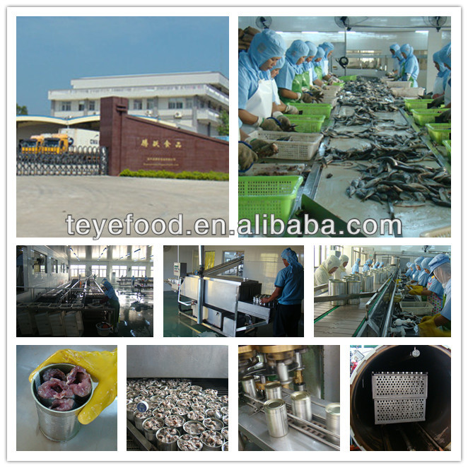 Chinese canned fish Canned Blue Mackerel Scad in Brine