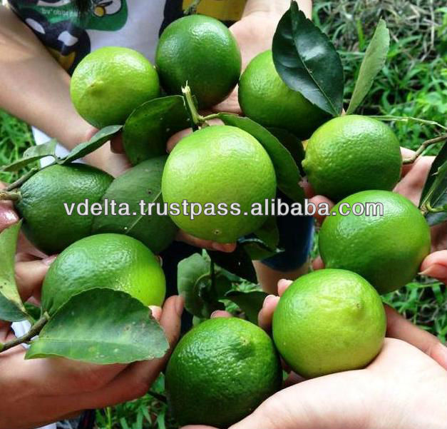 Fresh Lemon/ Lime With BEST PRICE 2014