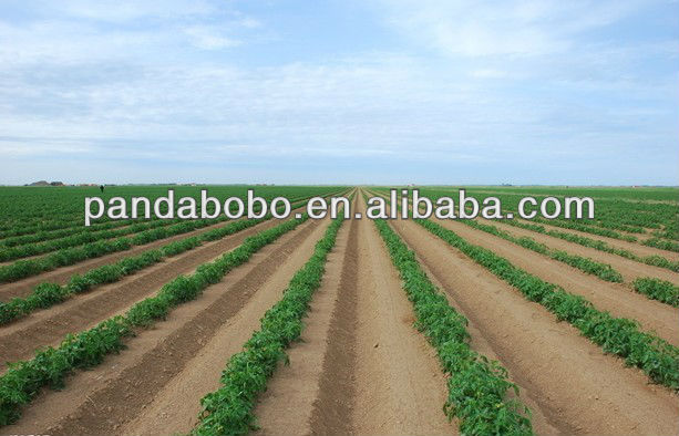 export potato for Dubai/ Malaysia