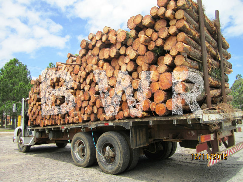 Yellow Pine Logs 3 - BWR - small