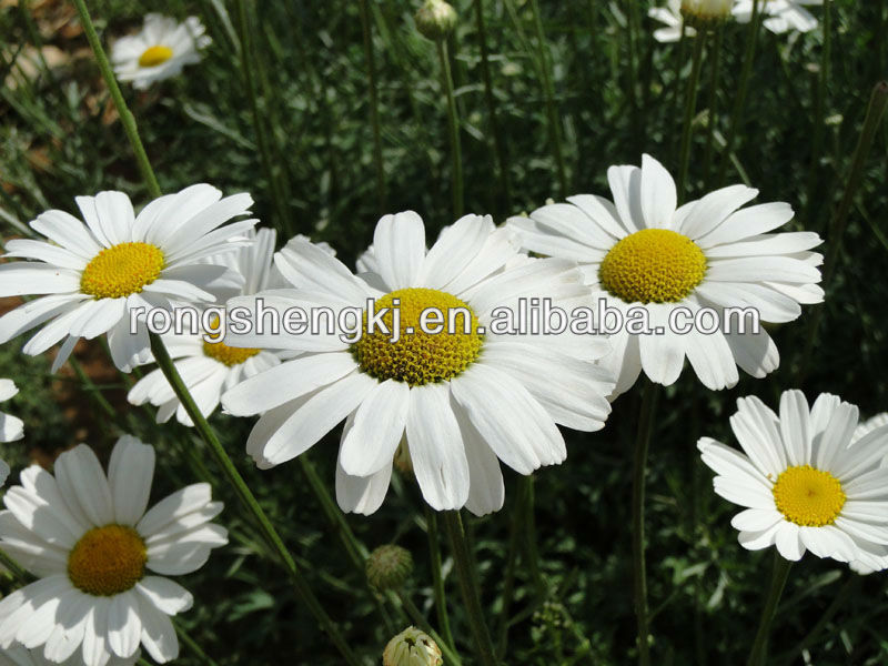 Pyrethrum insecticide.pyrethrum extract pyrethrin.pyrethrum extract powder