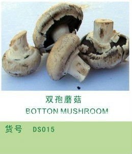 Agaricus bisporus mushroom and champignon and canned agaricus bisporus