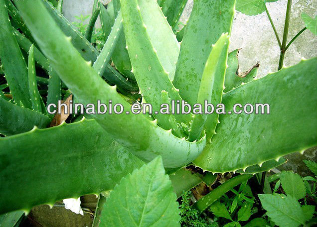 GMP Manufacturer Supply Aloe Vera Extract Powder