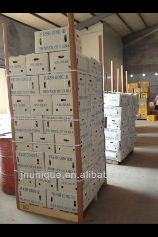 importers of spices yellow ginger crops/ plant tissue culture labs