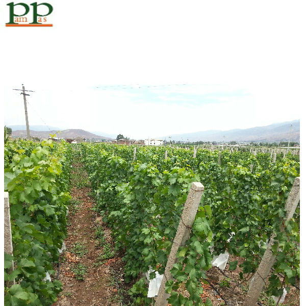 China nutritious red flame grapes